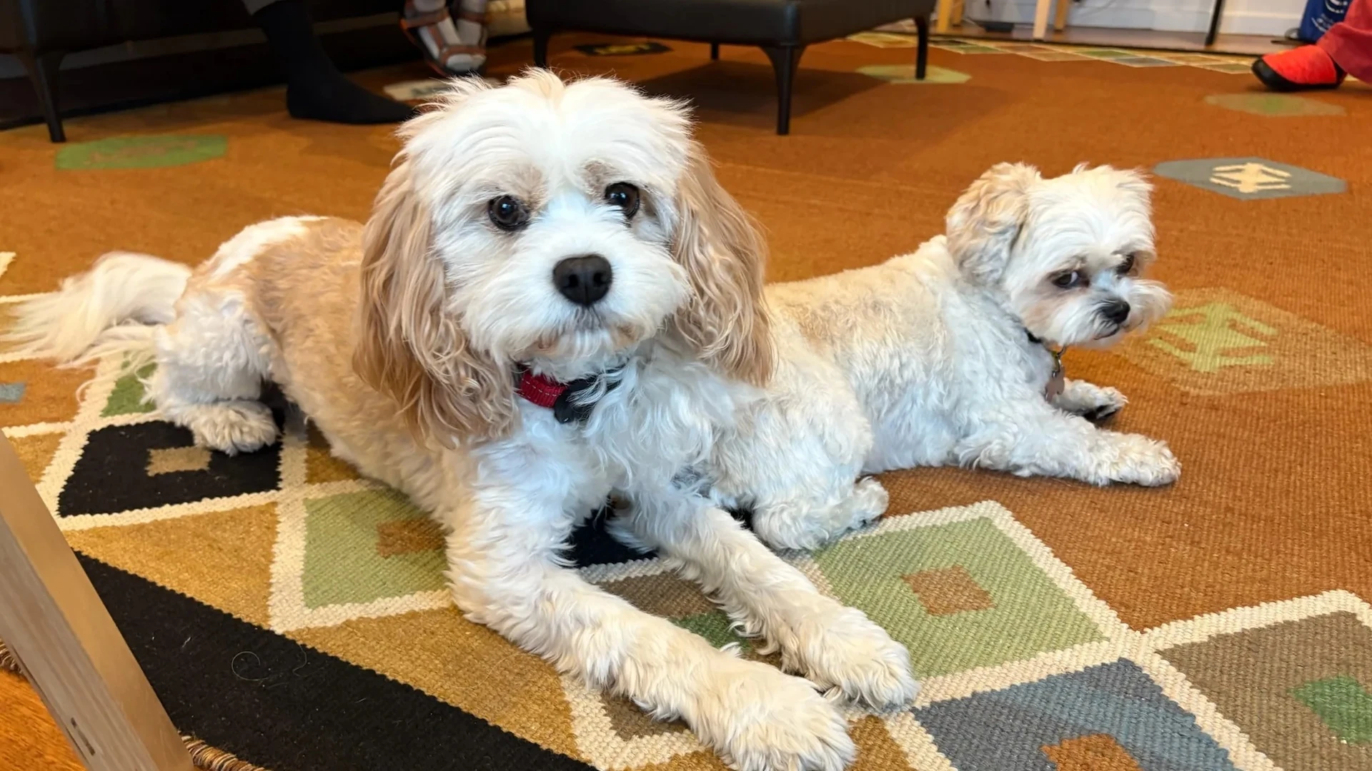 A real photo of Molly and Shaina resting together on a rug