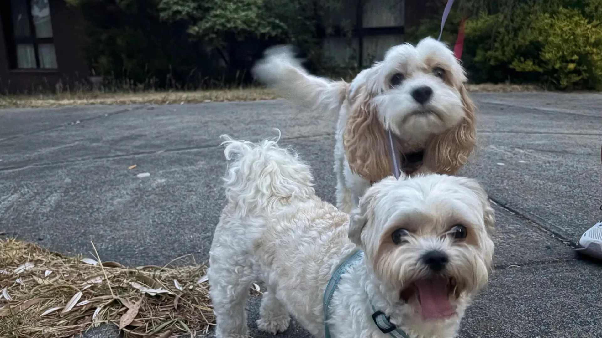 A real photo of Molly and Shaina together outside