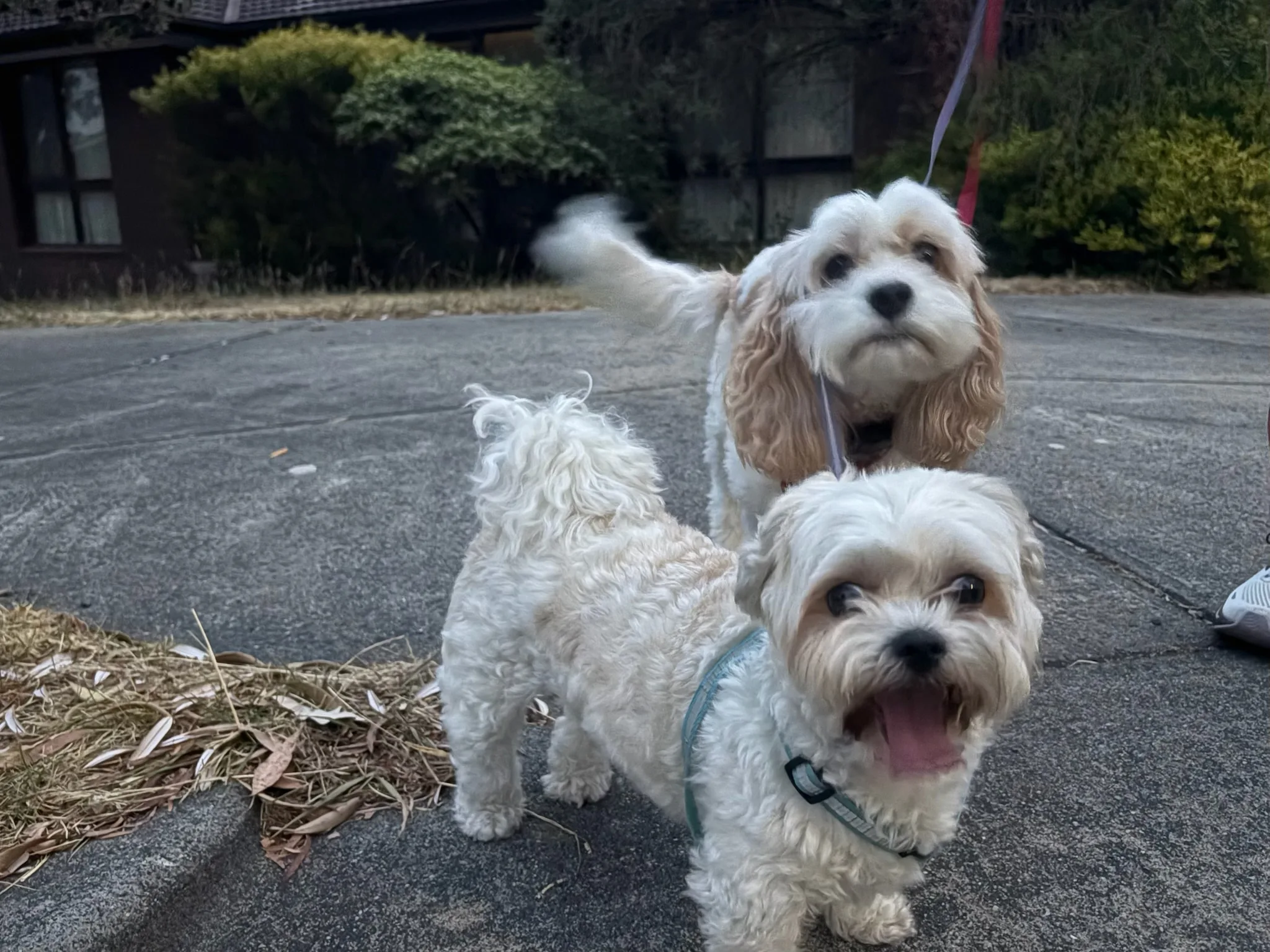 Molly and Shaina standing together outside on their leads