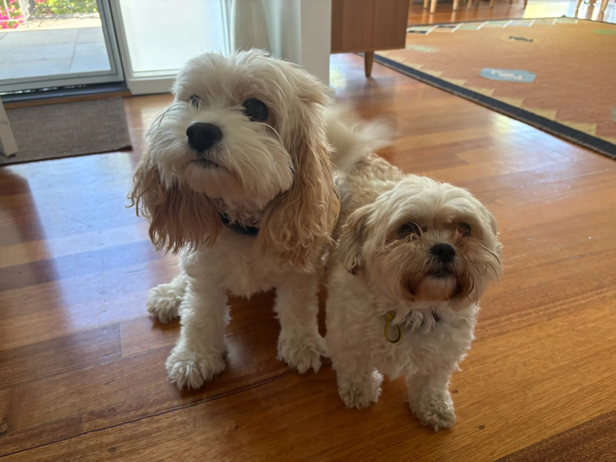 Molly and Shaina standing side by side on a wooden floor