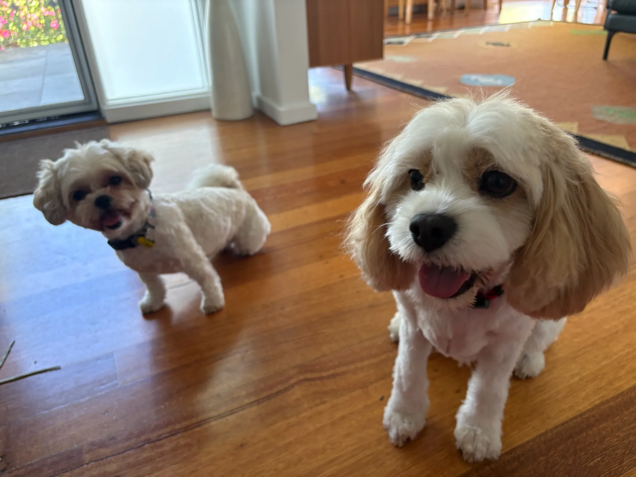 Shaina and Molly looking toward the camera indoors