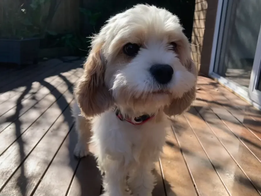 Molly looking calmly toward the camera