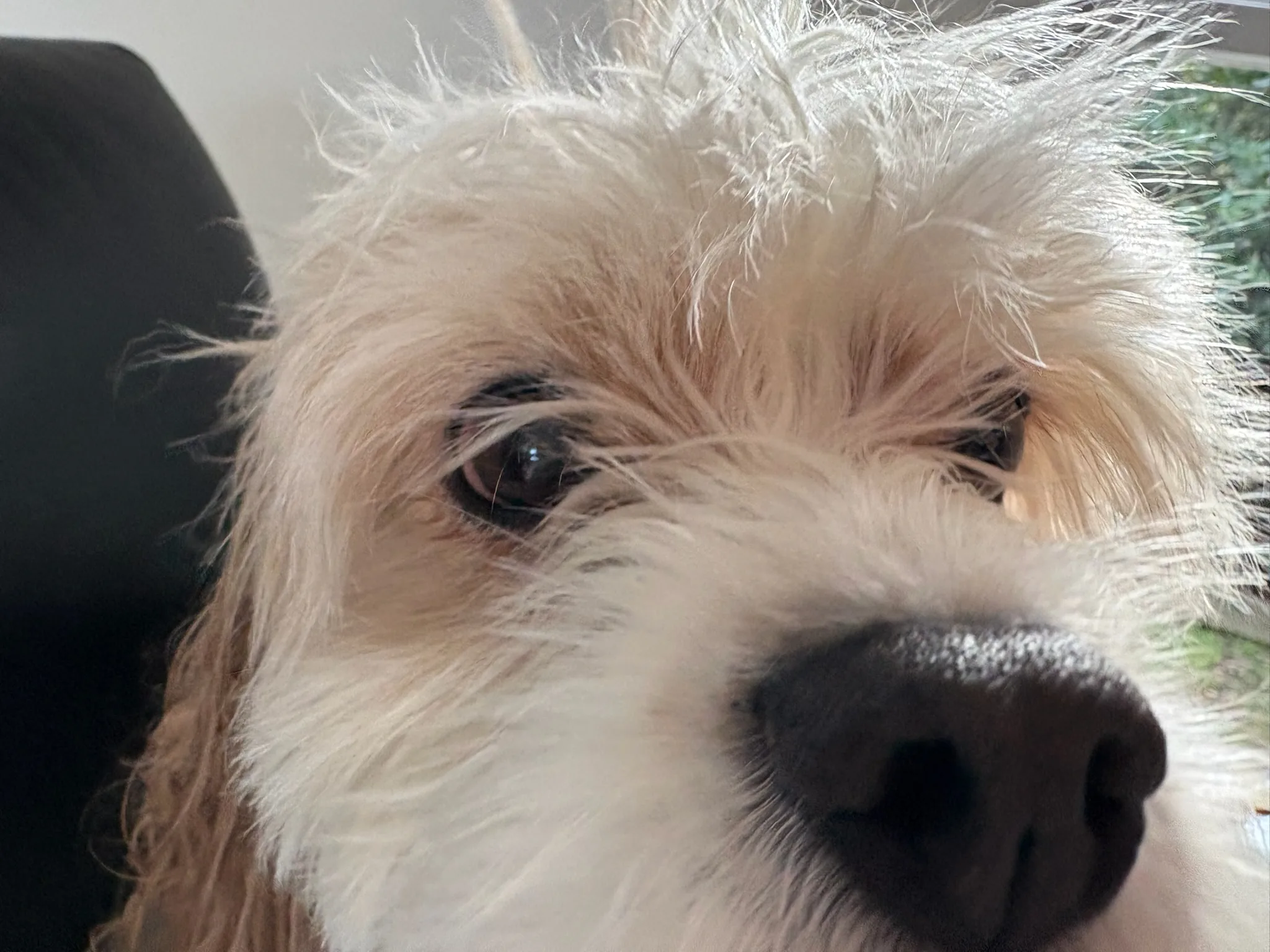 Close-up of Molly's face and black nose