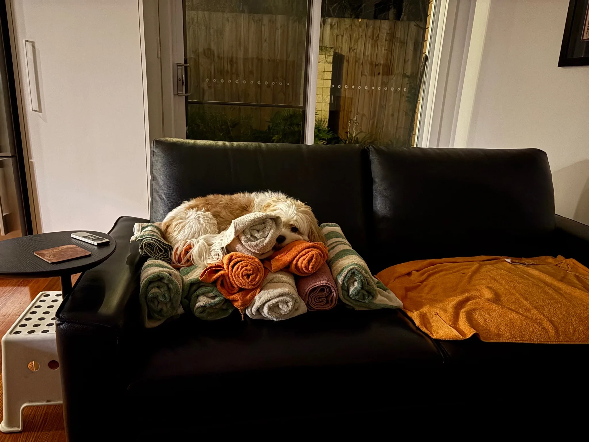 Molly curled up on a stack of folded towels on the couch