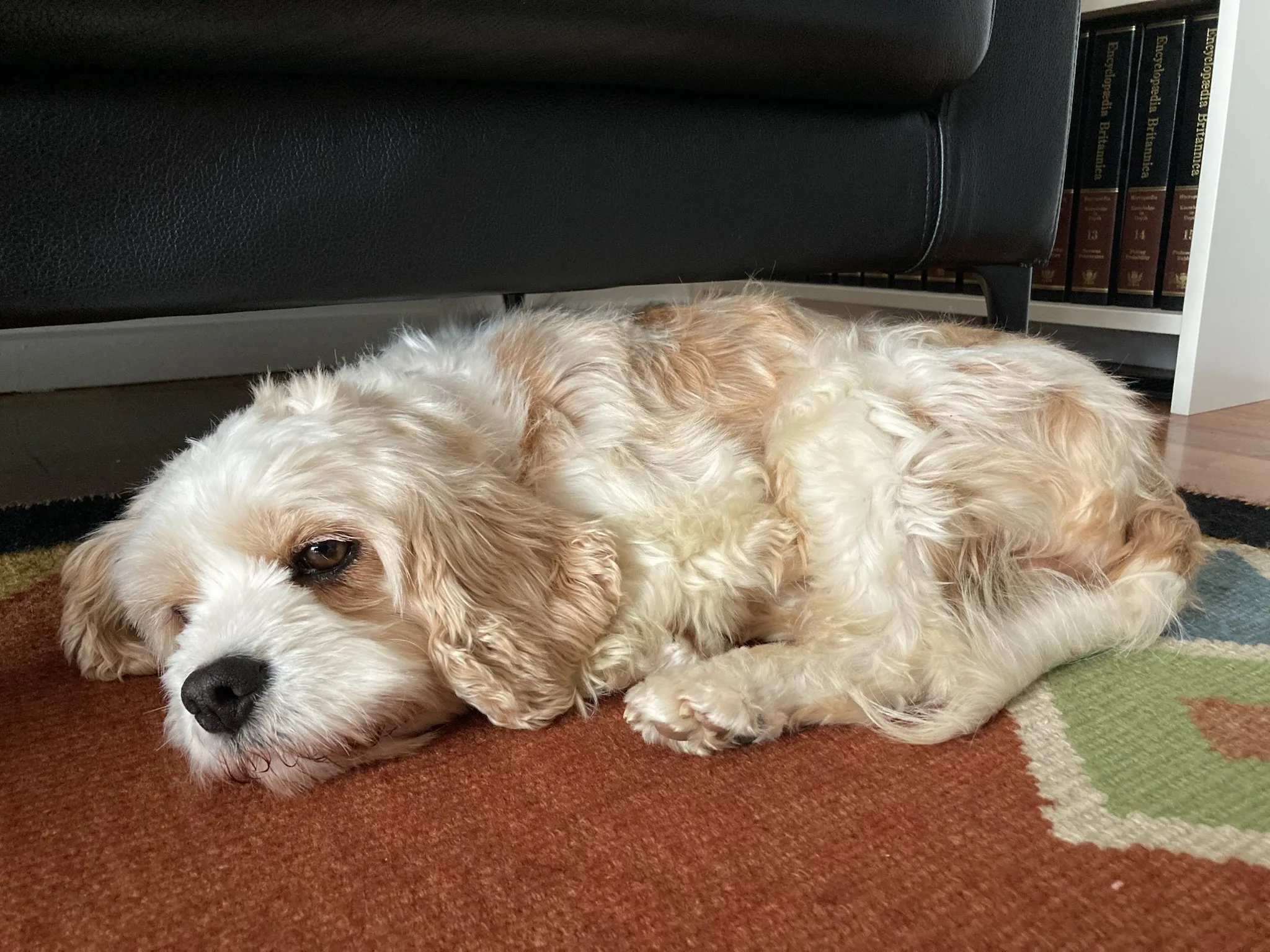 Molly resting on her side on a patterned rug