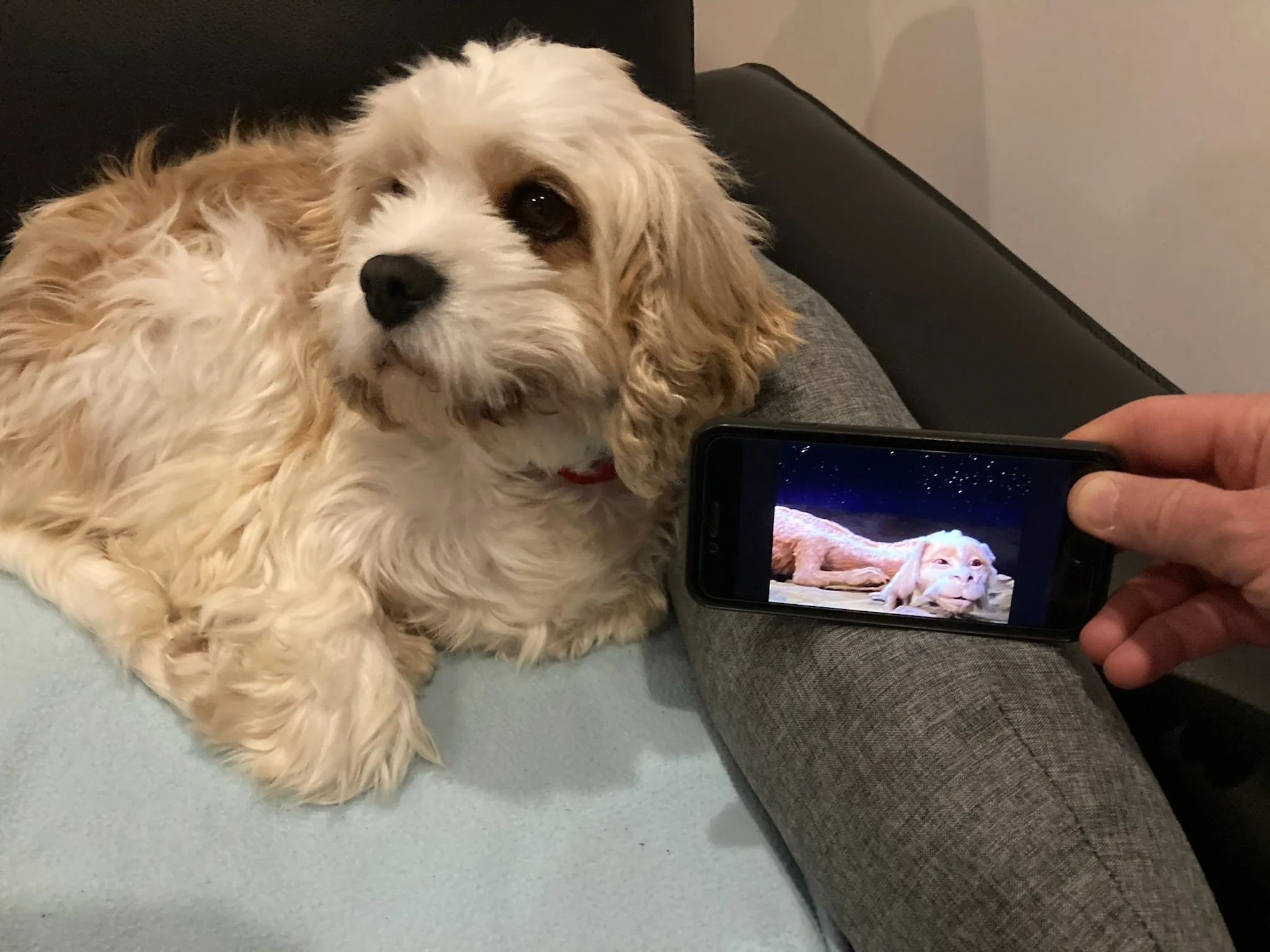 Molly sitting beside a phone showing another dog