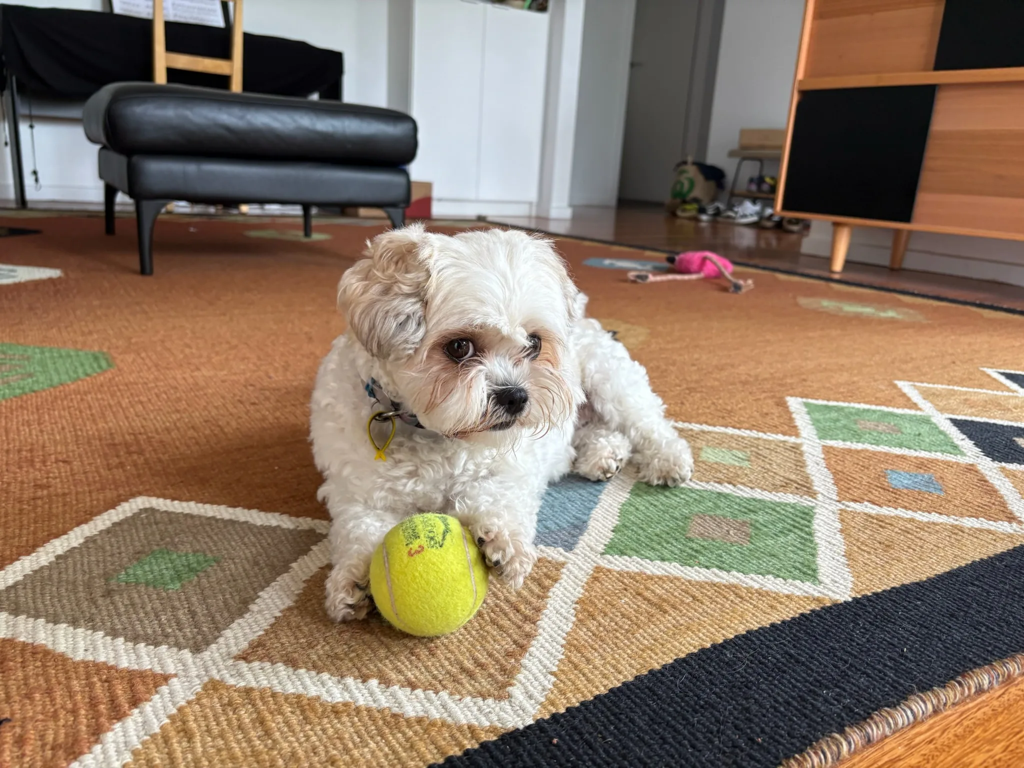 Shaina lying on a patterned rug with a tennis ball