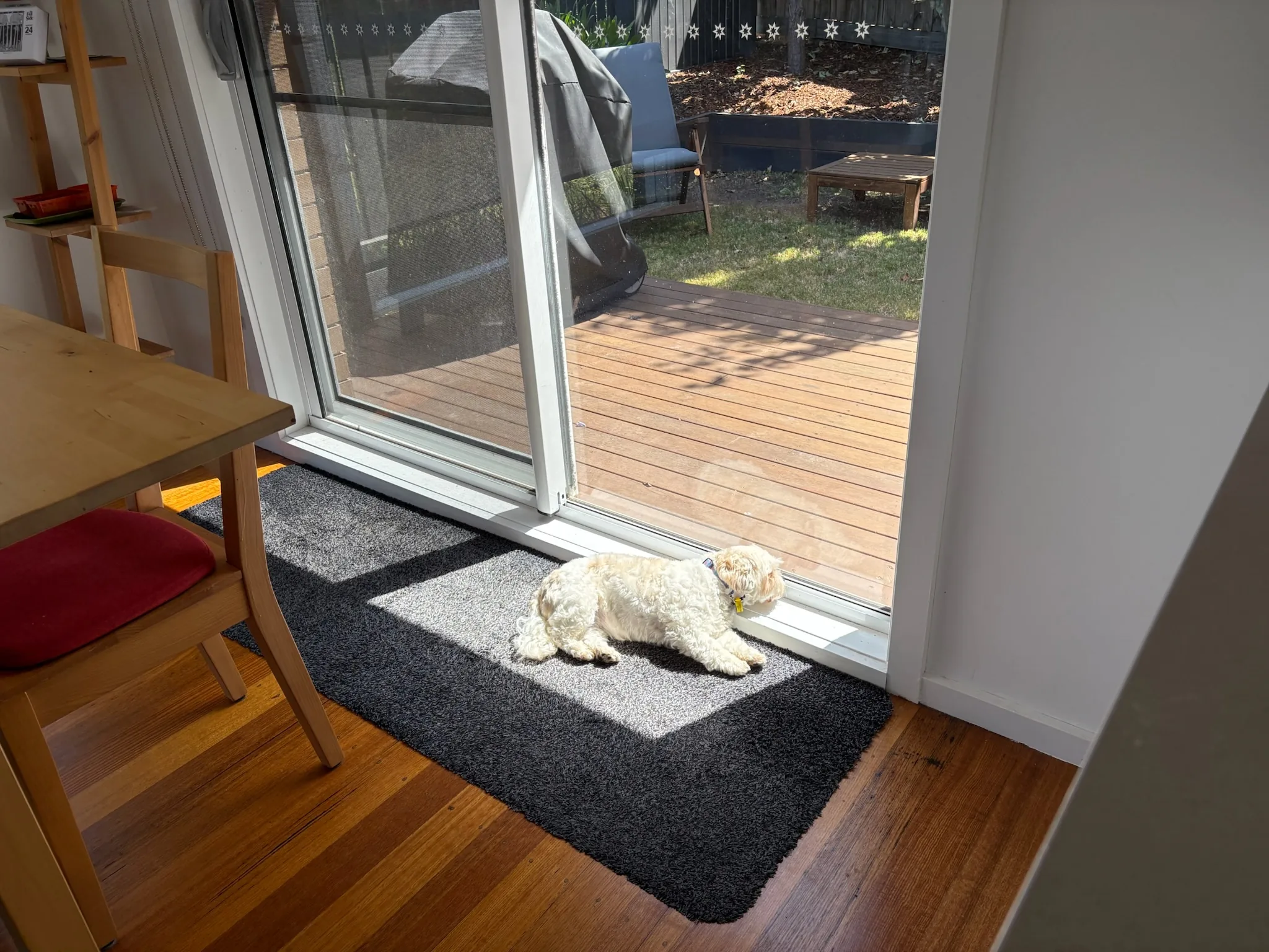 Shaina relaxing in a patch of sunlight by the back door