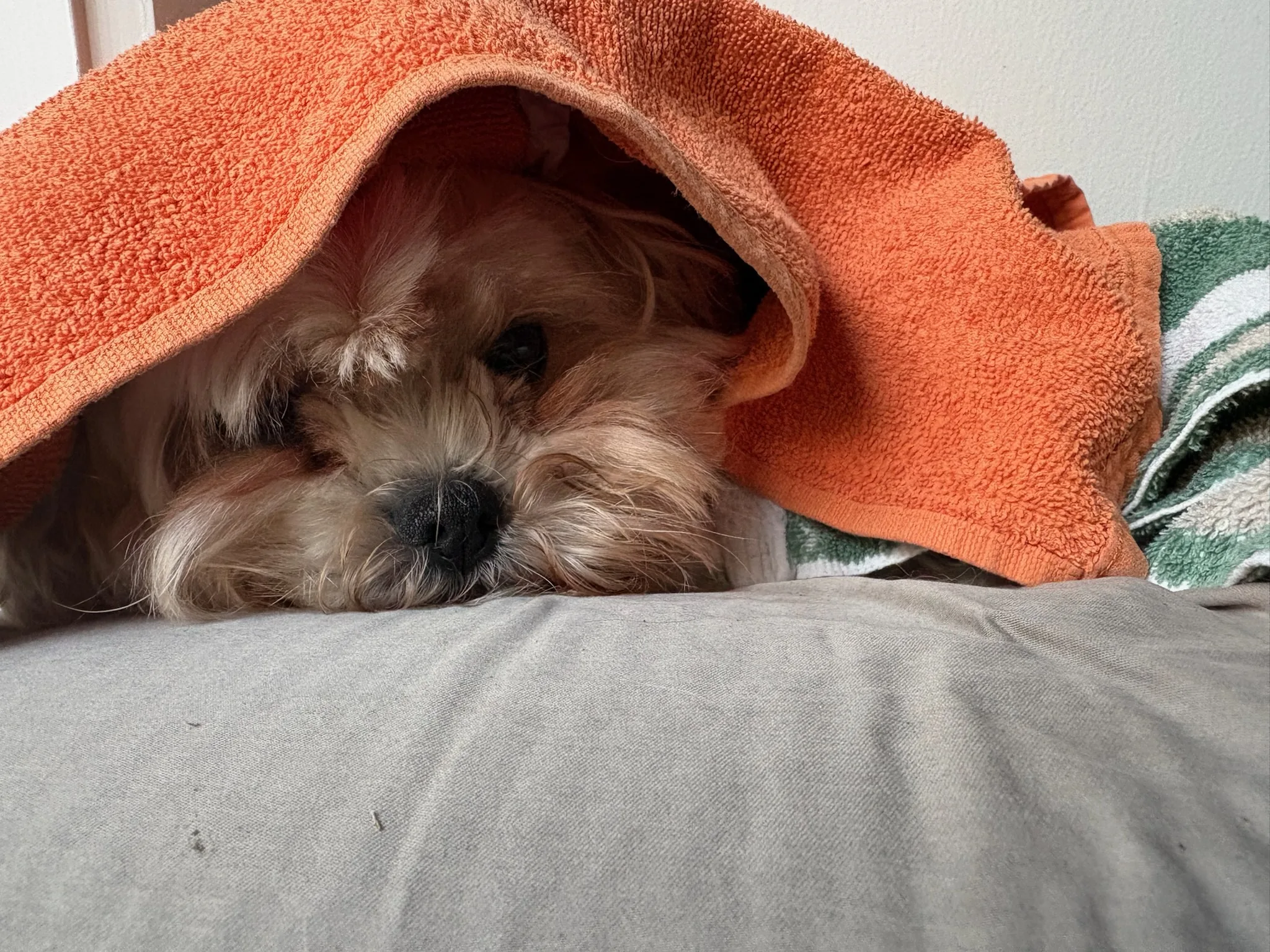 Shaina peeking out from beneath an orange towel