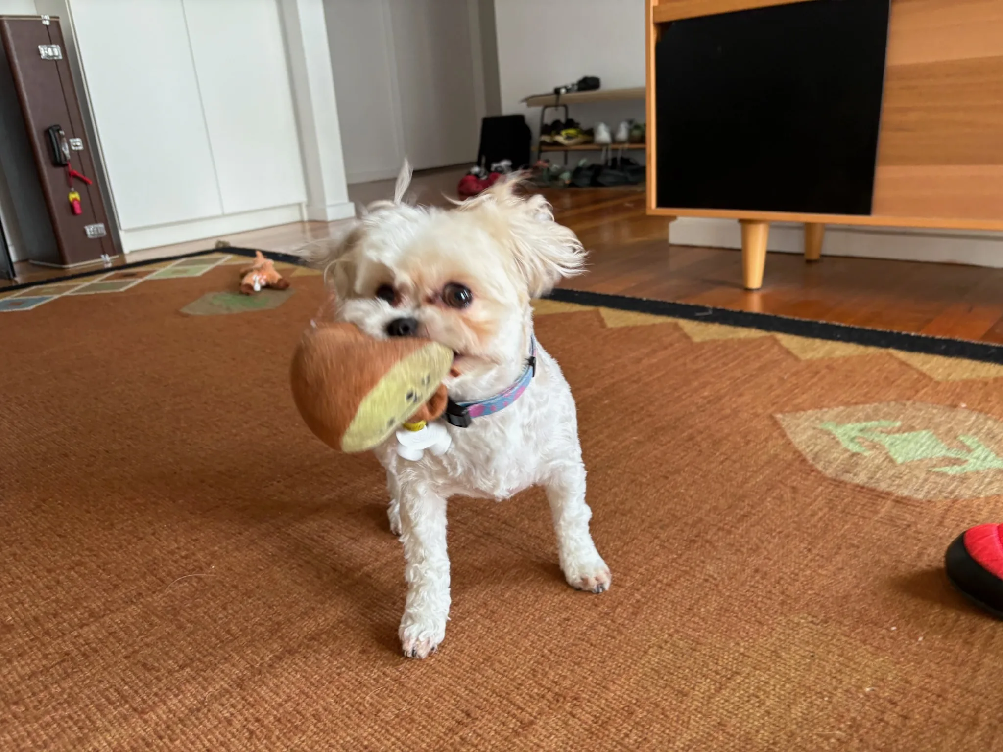 Shaina carrying a plush toy across the rug