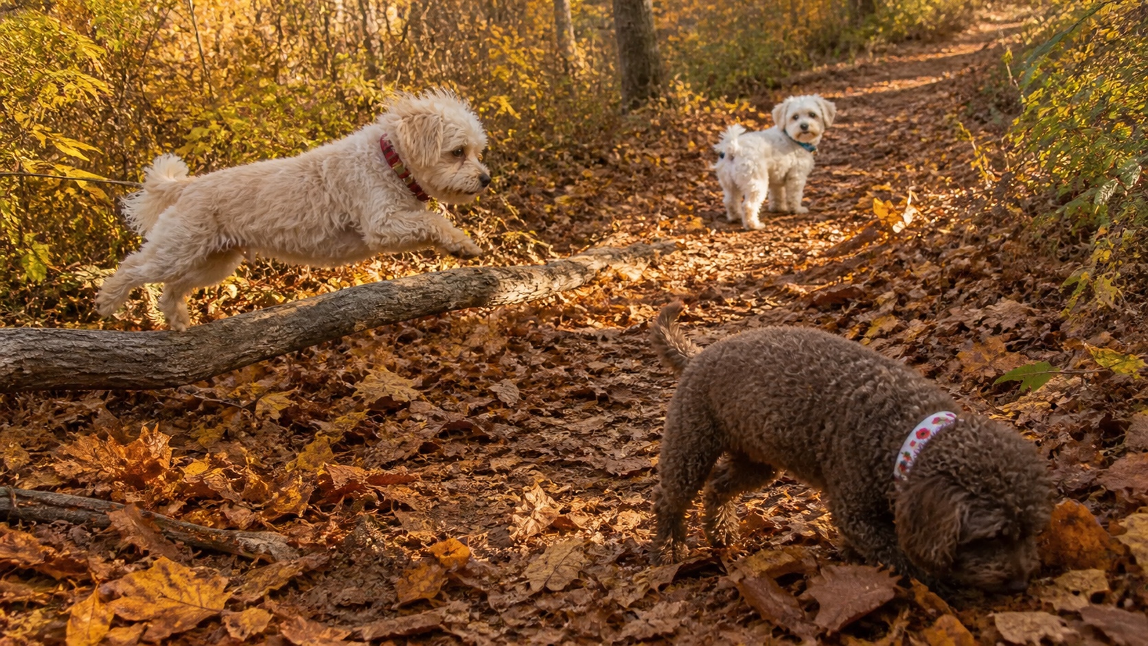 Molly, Shaina, and Poppy exploring an autumn trail