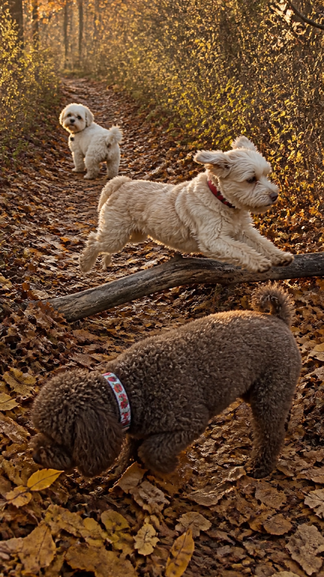 Portrait autumn trail scene with Molly, Shaina, and Poppy