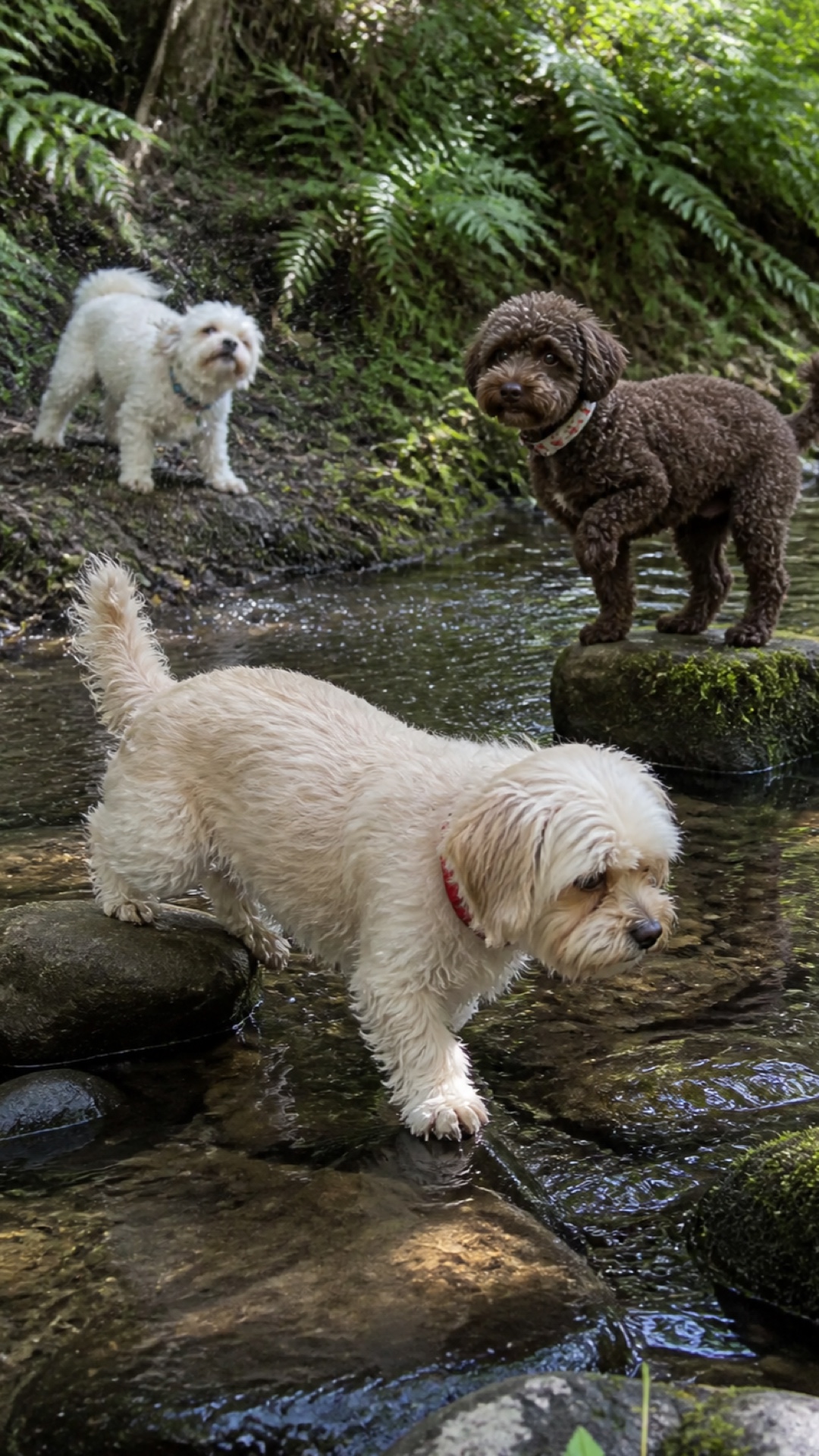 Portrait creek scene with Molly, Shaina, and Poppy
